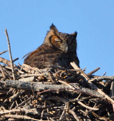 Great Horned Owl