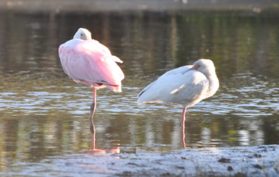 Roseate Spoonbill and White Ibis
in lagoon, S side of road to Merritt Island