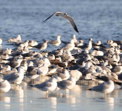 There are also some Black Skimmers in there