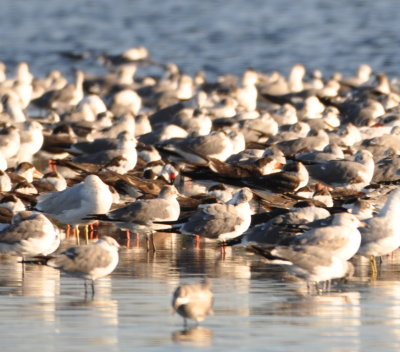 Black Skimmers among the gulls