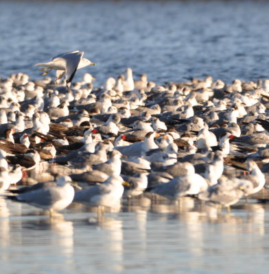 Skimmers and gulls