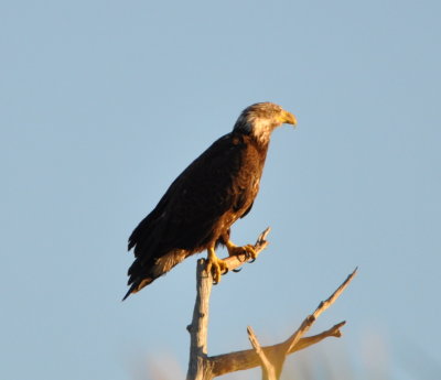 Immature Bald Eagle
across the road from the entrance to Black Point Drive
We stopped to see what others had stopped to look at.