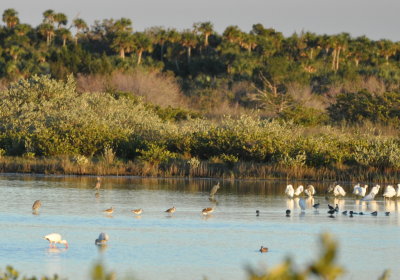 Ibis, herons, egrets, yellowlegs, dowitchers and ducks
Black Point Drive, FL