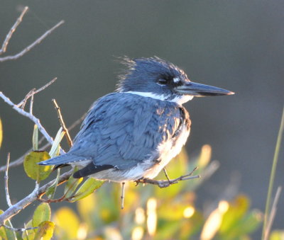 Belted Kingfisher