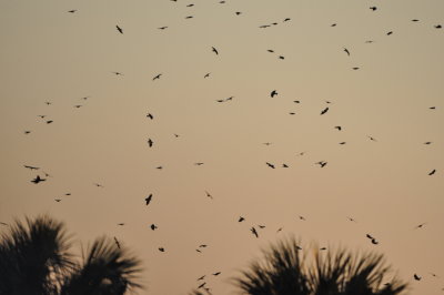 Birds over Black Point Drive