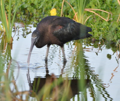 Glossy Ibis
Viera Wetlands