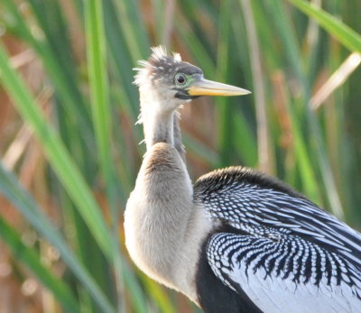 Anhinga