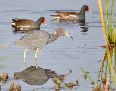 Little Blue Heron and Common Gallinules