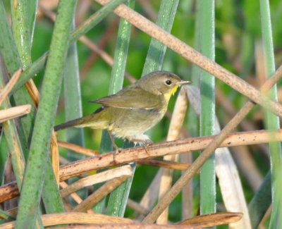Female Common Yellowthroat