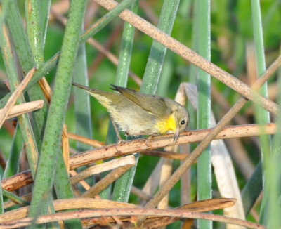 Female Common Yellowthroat