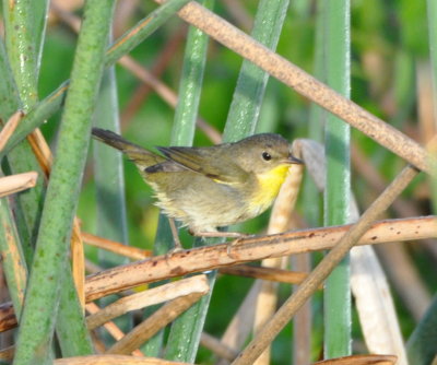 Female Common Yellowthroat