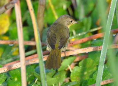 Female Common Yellowthroat