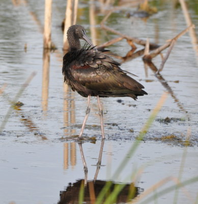 Glossy Ibis