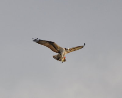 Osprey with fish