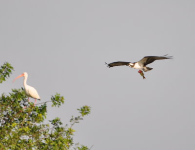 Osprey over Viera Wetlands, FL