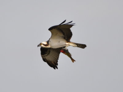 Osprey