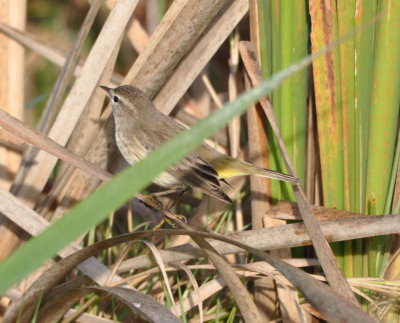 Palm Warbler