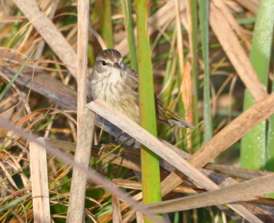 Palm Warbler