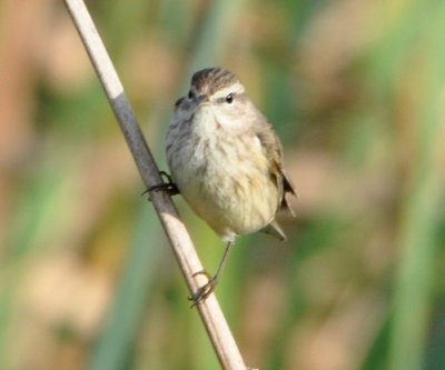 Palm Warbler
