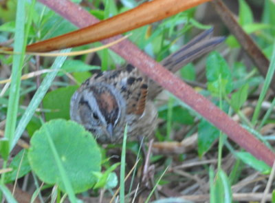 Swamp Sparrow