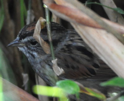 Swamp Sparrow