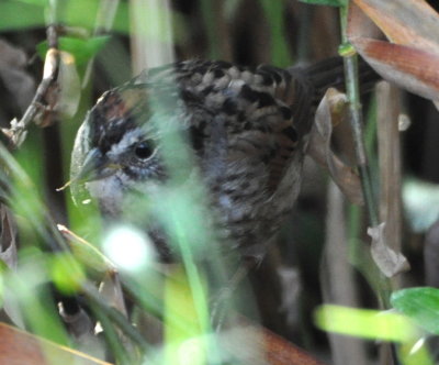 Swamp Sparrow