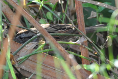 Swamp Sparrow