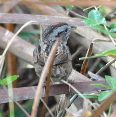 Swamp Sparrow