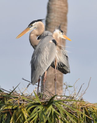 Great Blue Herons