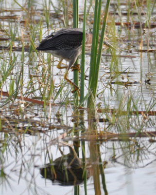 Green Heron
between two reeds at Viera Wetlands