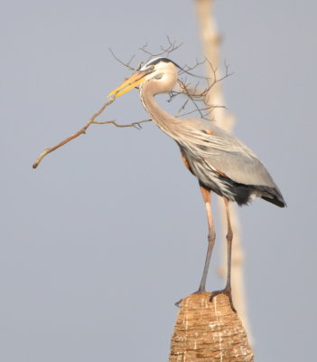 Great Blue Heron
with a nest stick