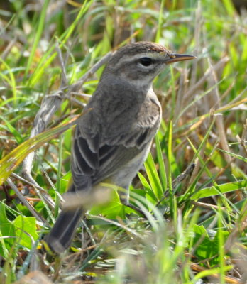 Palm Warbler