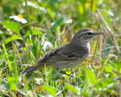Palm Warbler