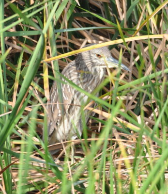 Immature Black-crowned Night-Heron
Viera Wetlands