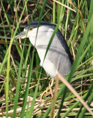 Adult Black-crowned Night-Heron
