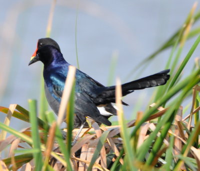 The Common Gallinule-Boat-tailed Grackle