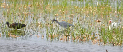 Glossy Ibis, Little Blue Heron and White Ibis
Viera Wetlands