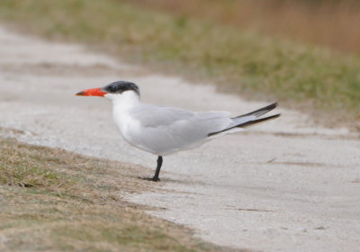 Caspian Tern