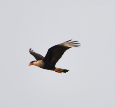 Crested Caracara
