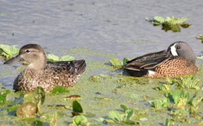 Female and male Blue-winged Teal
Orlando Wetlands