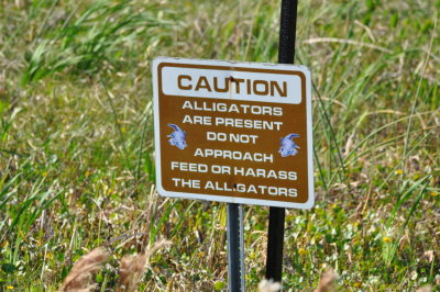 Caution, there be gators about