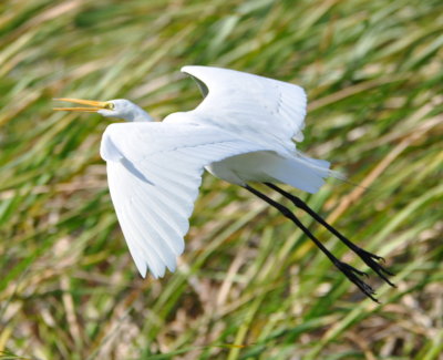 Great Egret
Orlando Wetlands
