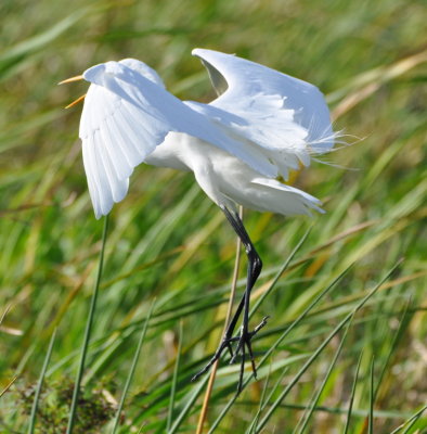 Great Egret
Orlando Wetlands
