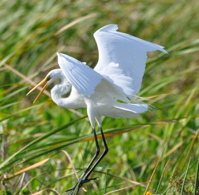 Great Egret
Orlando Wetlands