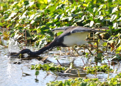 Tri-colored Heron
stabbing at a fish