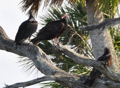 Black and Turkey Vultures roosting together