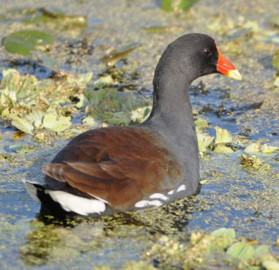 Common Gallinule