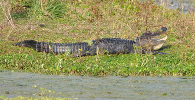 Alligator sunning
at Orlando Wetlands