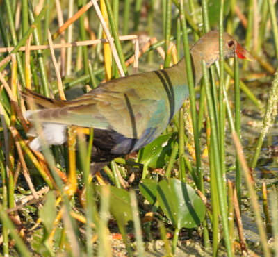 Purple Gallinule