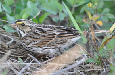 Savannah Sparrow
